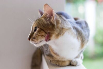 Consejos prácticos para limpiar la herida de un gato esterilizado y prevenir infecciones