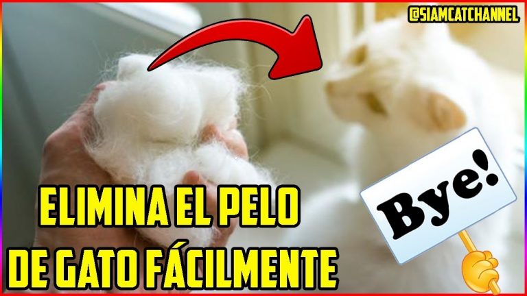 Aprende cómo eliminar fácilmente los pelos de gato de tu hogar