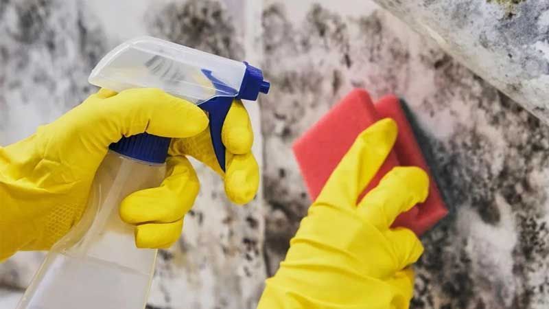 Aprende cómo eliminar el moho de tus paredes con bicarbonato de manera fácil y económica