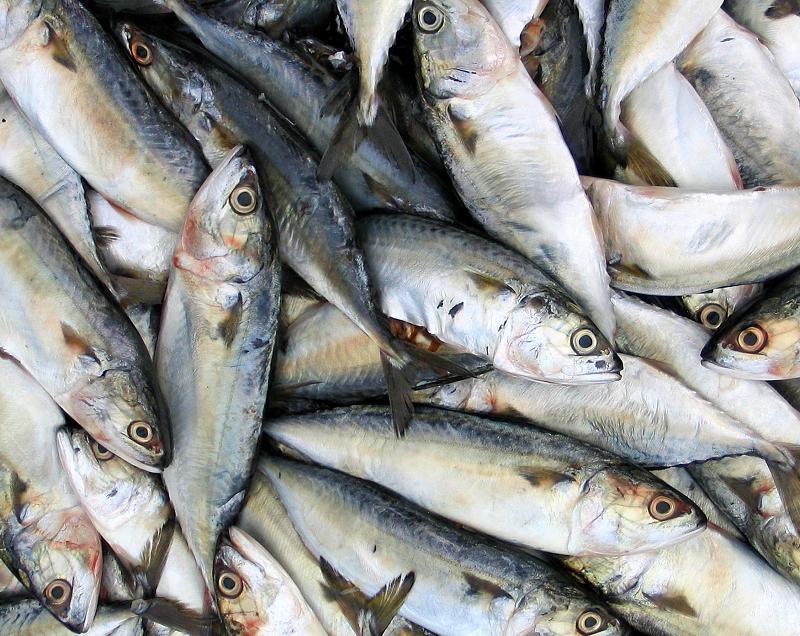 Consejos para limpiar sardinas de forma efectiva