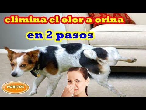 Elimina manchas de pis de sofá causadas por niños