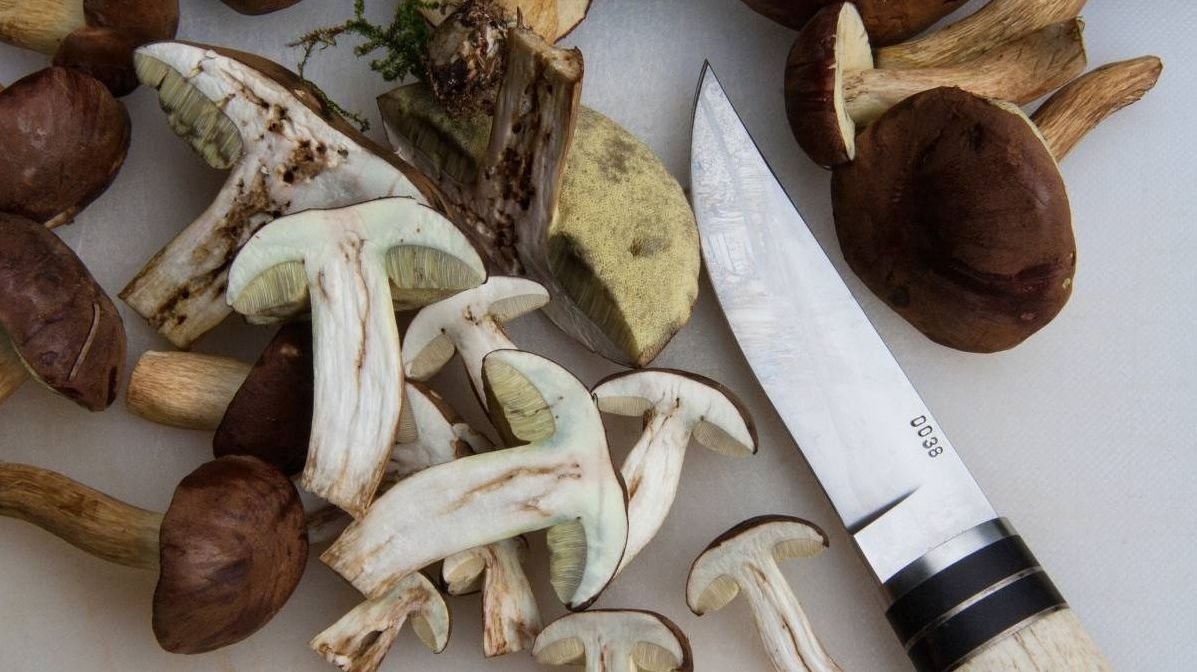 Guía para limpiar boletus edulis de forma efectiva
