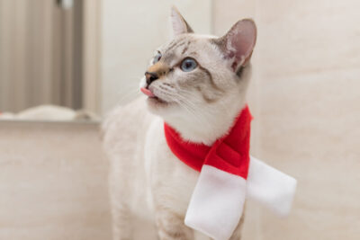 Aprende a limpiar a tu gato sin bañarlo: trucos y consejos efectivos