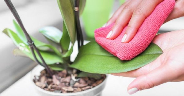 Como limpiar las hojas de las orquideas