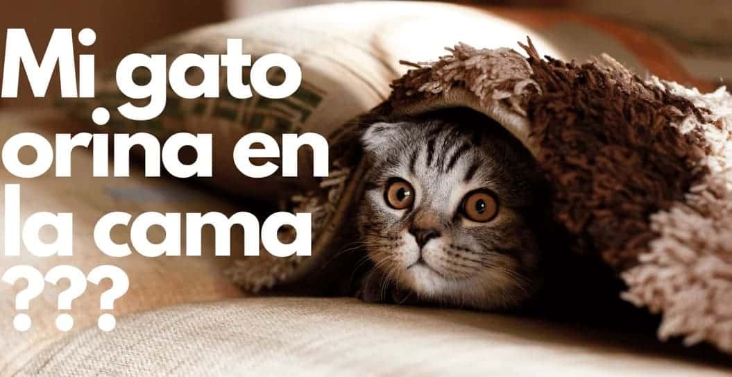 Limpiar colchon amarillo