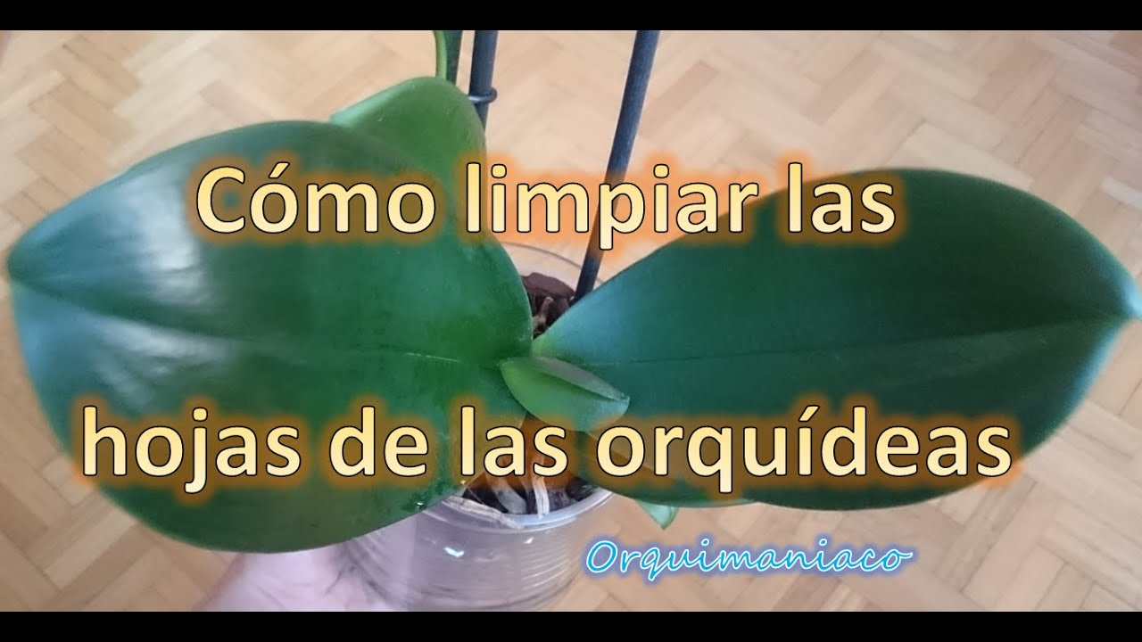 Consejos para limpiar fácilmente las hojas de tus orquídeas en casa