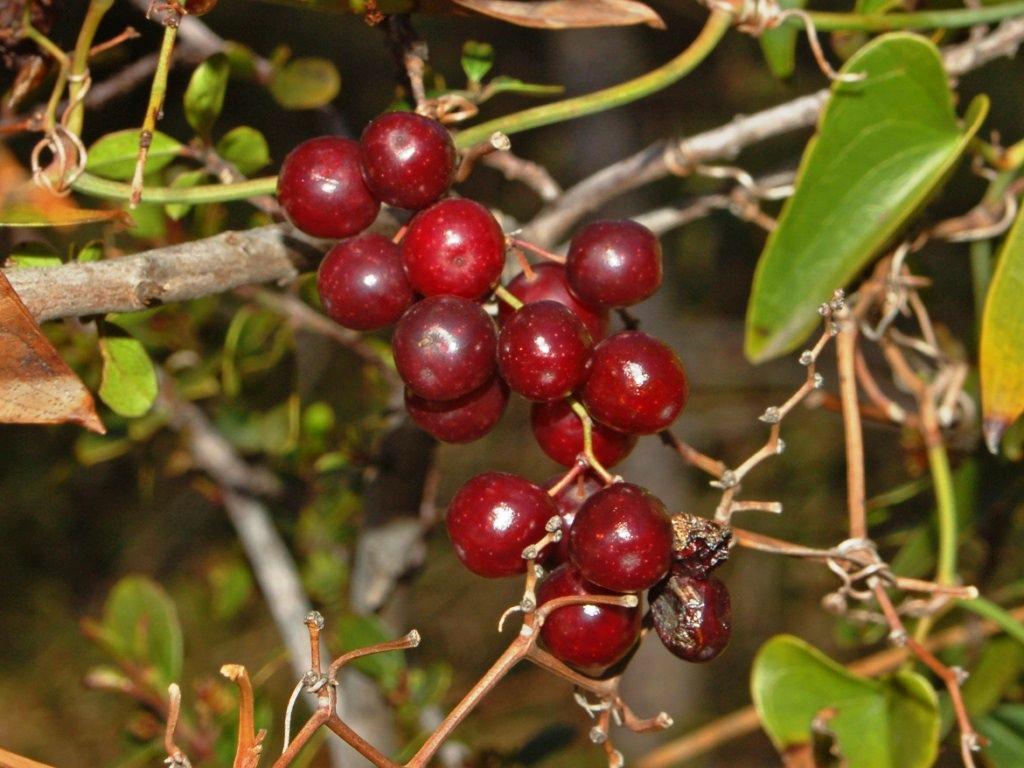 Zarzaparrilla: el remedio natural para purificar tu sangre